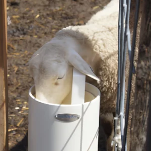 Schaf trinkt aus DRINKING POST – frostsichere Weidetränke ohne Strom