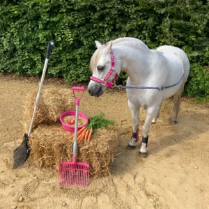 Pferd mit Forke FU 846 vor einem Heuballen